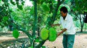 Vì sao nông dân Đồng Nai bán mít 600 đồng/kg?