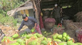 Mãng cầu xiêm tại Tiền Giang được giá, nông dân thu lợi cao