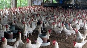 Vĩnh Phúc: Nhặt trứng gà mỗi ngày giúp cả làng mua ô tô bạc tỷ
