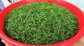 Quảng Nam: Phát triển trồng ớt Ariêu mang thương hiệu Đông Giang