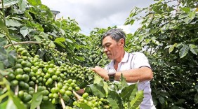 Cà phê arabica Đà Lạt “trình làng” thế giới