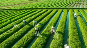 Phát triển thị trường rau quả sạch tại Việt Nam