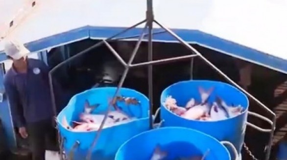 Doanh nghiệp Việt xây dựng quy trình sản xuất cá da trơn theo quy định mới từ Mỹ