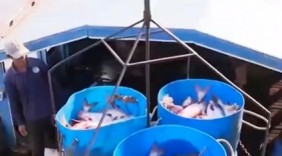 Doanh nghiệp Việt xây dựng quy trình sản xuất cá da trơn theo quy định mới từ Mỹ