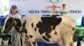 Hội thi - Triển lãm bò sữa TP. Hồ Chí Minh lần thứ V