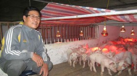 Thu 400 triệu đồng mỗi năm từ nuôi lợn quy mô lớn