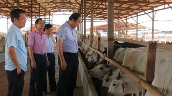 Doanh nghiệp Việt đầu tư 500 triệu USD sang Nga nuôi bò