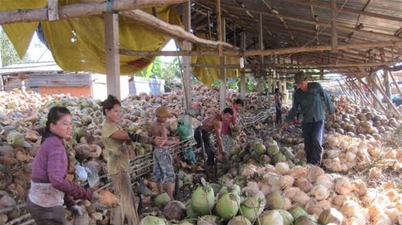 Hầu hết dừa trái được xuất khẩu sang Trung Quốc