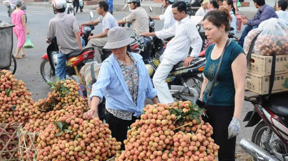 Lục Ngạn: Chủ động đón vụ vải mới