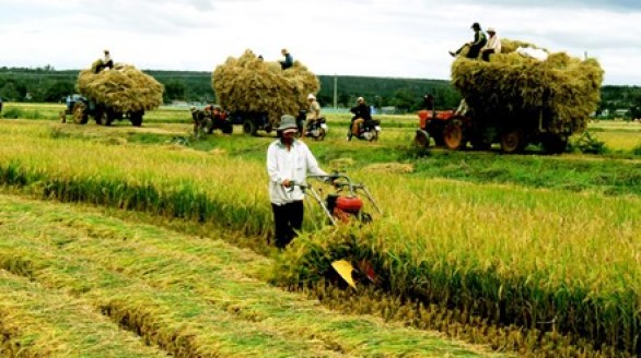 Nông nghiệp Việt chủ động trong sân chơi hội nhập