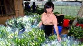 Người Sài Gòn bí mật lên Đà Lạt làm hoa lãi 3 tỷ mỗi năm