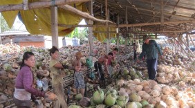Hầu hết dừa trái được xuất khẩu sang Trung Quốc