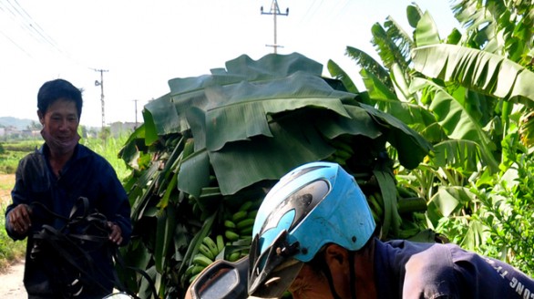 Việt Nam có thể giành ngôi đầu của Philippines về xuất khẩu chuối