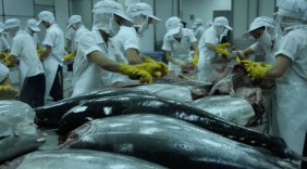 Xuất khẩu cá ngừ khởi sắc đầu năm