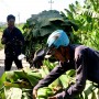 Việt Nam có thể giành ngôi đầu của Philippines về xuất khẩu chuối