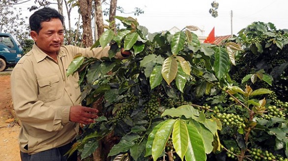 Nhãn hiệu cà phê Arabica Langbiang