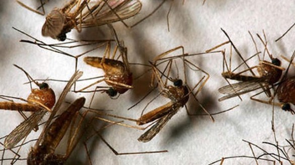 7 mẹo giúp nhà sạch bong bóng muỗi, không sợ Zika