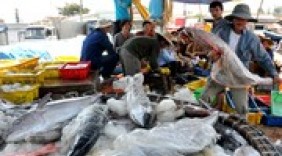 Bộ Công Thương công bố số điện thoại thu mua cá cho ngư dân miền Trung