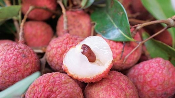 Cách chọn vải thiều Thanh Hà xịn theo tiêu chuẩn VIETGAP