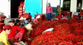 Cơ hội cho các doanh nghiệp xuất khẩu ớt của Việt Nam