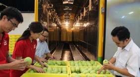 16 điều kiện để trái xoài Việt Nam được phép nhập khẩu vào Australia
