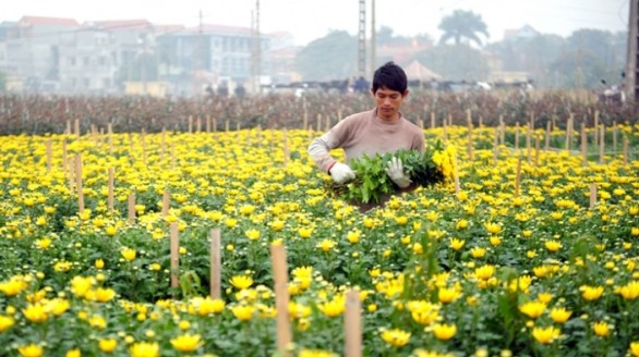 Phát triển nghề trồng hoa, cây cảnh ở Hà Nội