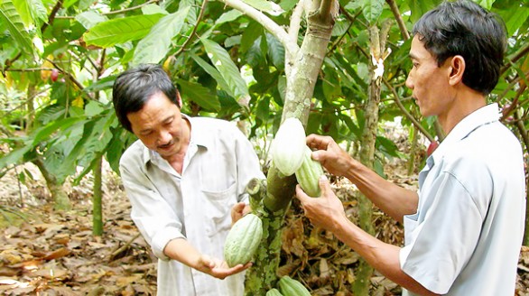 Phát triển ca cao: Tiếp cận mới