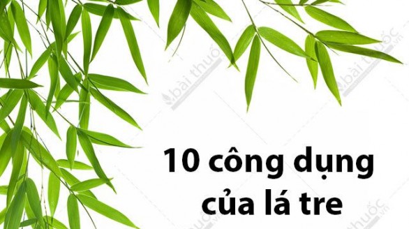 10 công dụng nên thử của lá tre