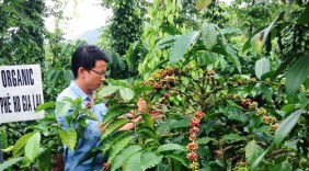 Thu tiền tỷ từ vườn tiêu xen cà phê hữu cơ