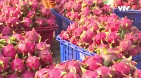 Việt Nam dự Hội chợ quốc tế trái cây và rau củ quả tại Berlin 2017