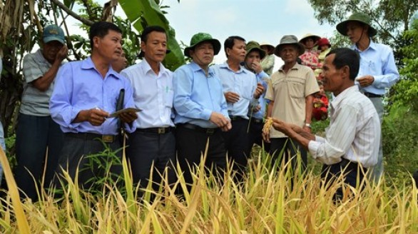 Sản xuất lúa hữu cơ bước đầu nâng cao chất lượng gạo Việt