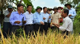 Sản xuất lúa hữu cơ bước đầu nâng cao chất lượng gạo Việt