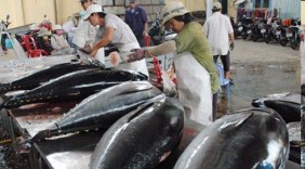 Cá ngừ xuất khẩu chuyển hướng sang thị trường mới nổi