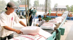 Tháo gỡ khó khăn cho xuất khẩu gạo