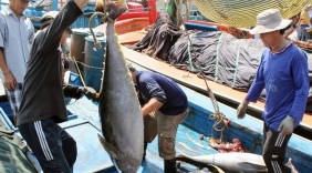 Cá ngừ Việt Nam xuất khẩu sang 79 nước