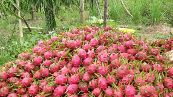 Cơ hội xuất khẩu thanh long sang thị trường Australia