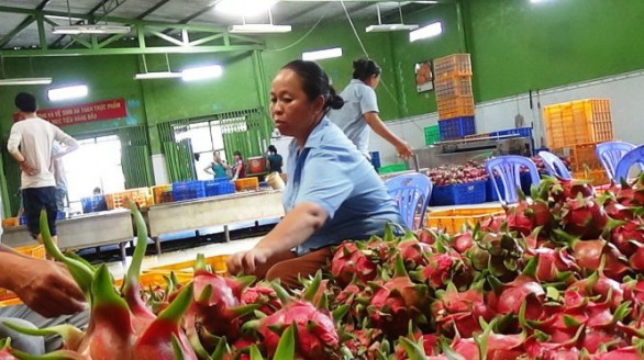Xoài, chuối, thanh long... được ưa chuộng tại Nhật