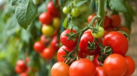 6 cấm kỵ khi ăn cà chua có thể bạn chưa biết