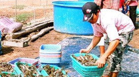 Giá thủy sản ở Bạc Liêu tăng mạnh