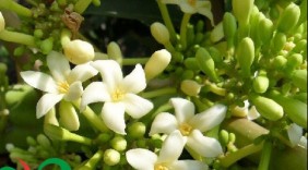 Bài thuốc chữa ho hiệu quả của hoa đu đủ
