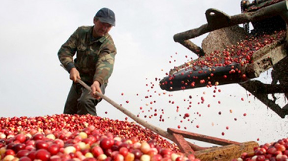 Thúc đẩy xuất khẩu hàng nông sản Việt Nam sang Nga