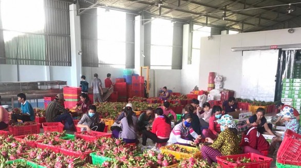 Doanh nghiệp Việt tìm kiếm nhà nhập khẩu rau quả tại thị trường Châu Âu