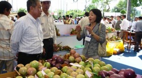 Hoa Kỳ chính thức nhập khẩu trái vú sữa của Việt Nam