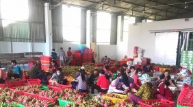 Doanh nghiệp Việt tìm kiếm nhà nhập khẩu rau quả tại thị trường Châu Âu