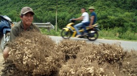 Tìm đầu ra cho nông sản ở vùng cao Quảng Bình
