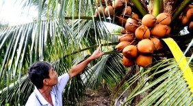 Thu nhập 300 triệu đồng từ trồng dừa Mã Lai