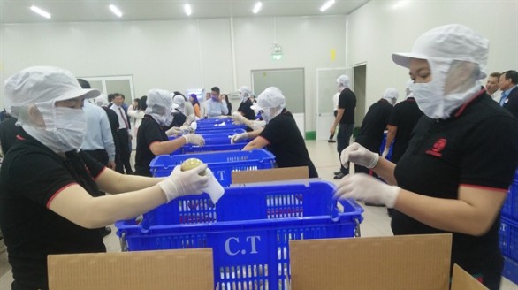 Lô vú sữa Việt Nam đầu tiên xuất khẩu sang Hoa Kỳ sắp 'cất cánh'