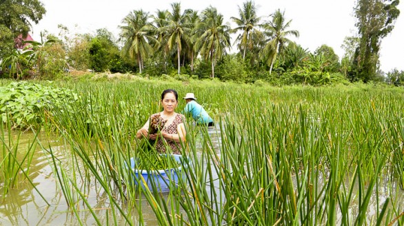 Làm giàu thành công từ trồng cây năn