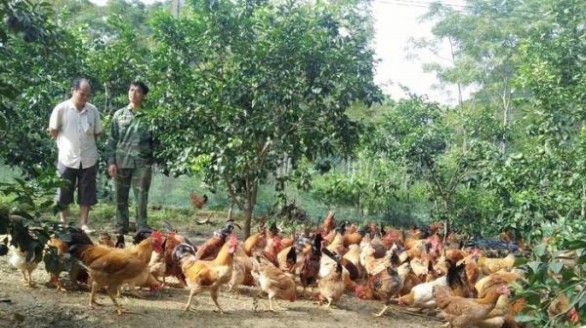 9X Nghệ An làm giàu thành công từ nuôi gà