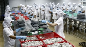 Xuất khẩu mực, bạch tuộc tăng cao ở thị trường Mỹ